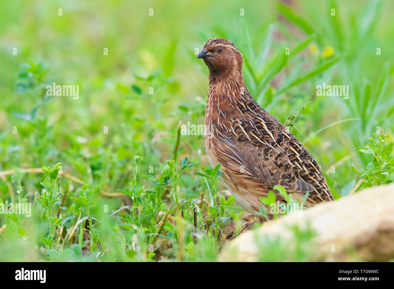 Caille commune (Coturnix coturnix), mâle adulte, debout dans un champ de luzerne Banque D'Images