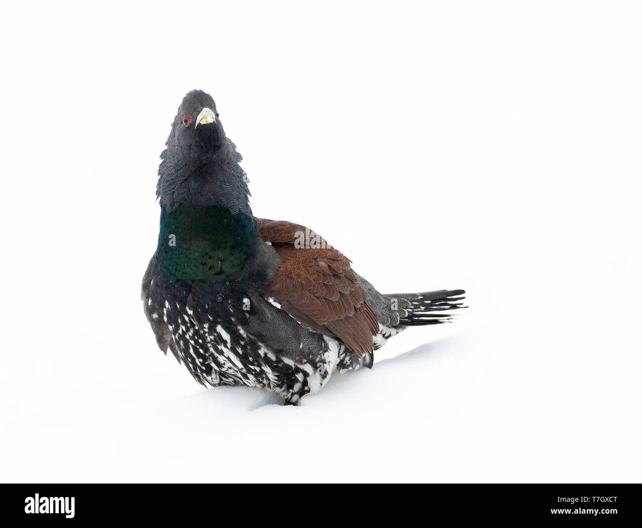 Homme Grand Tétras (Tetrao urogallus) au cours d'un hiver froid dans le Nord de la Finlande. À la recherche d'oiseaux autour de l'alerte, debout dans une prairie couverte de neige wi Banque D'Images