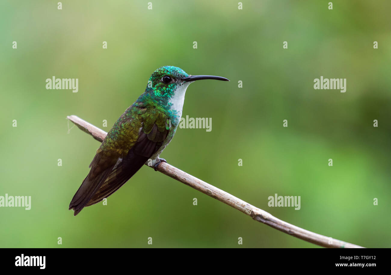 White-chested Emerald (Amazilia brevirostris) perché sur une branche à une forêt tropicale verte comme arrière-plan sur la Trinité dans les Caraïbes. Banque D'Images