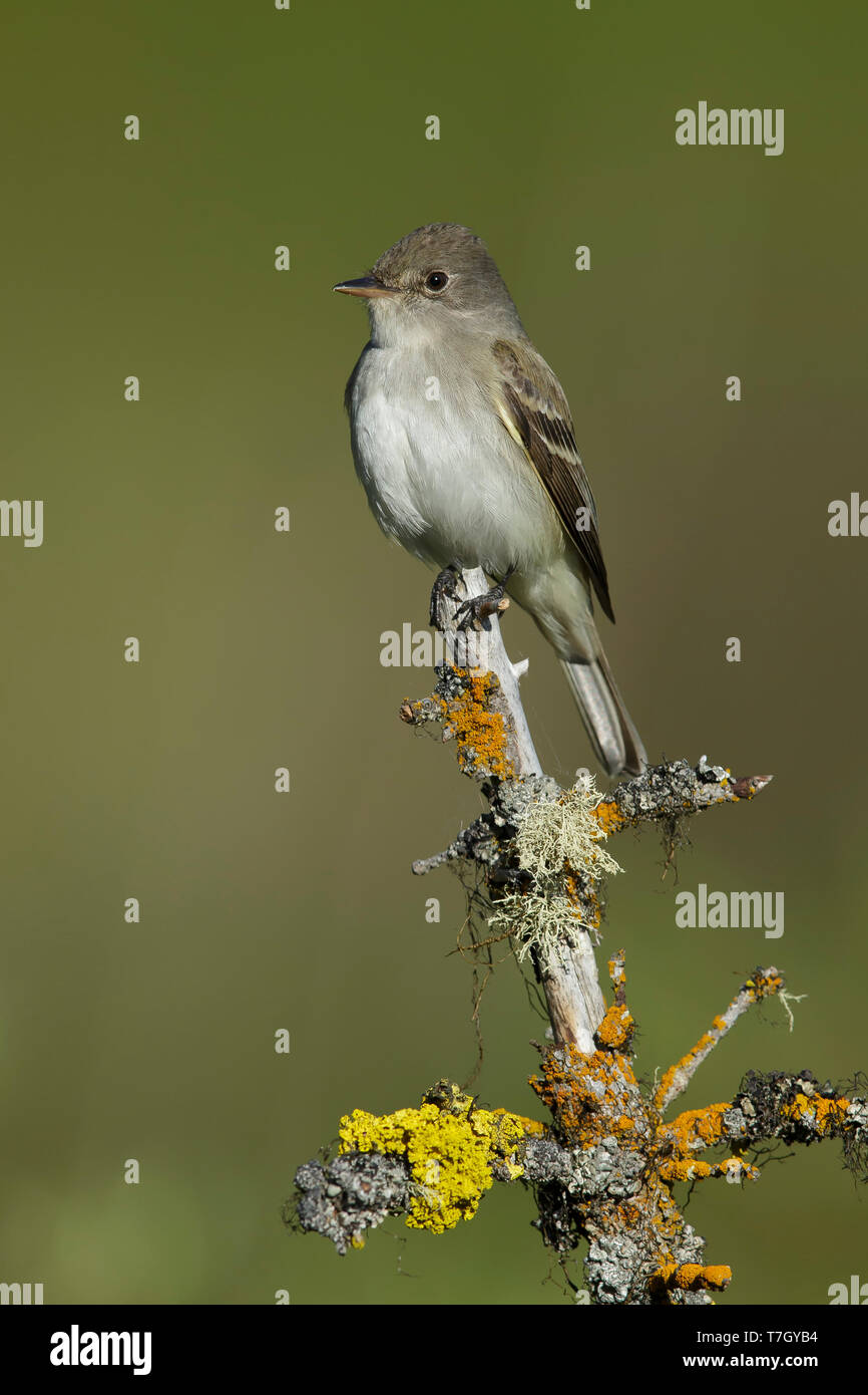 Moucherolle des saules adultes (Empidonax traillii) Lac Le Jeune, la Colombie Britannique, Juin 2015 Banque D'Images