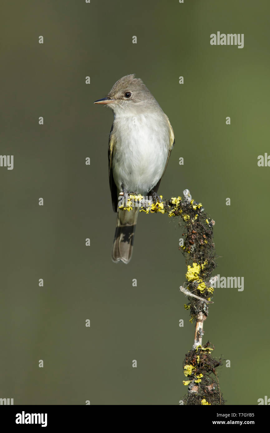 Moucherolle des saules adultes (Empidonax traillii) Lac Le Jeune, la Colombie Britannique, Juin 2015 Banque D'Images