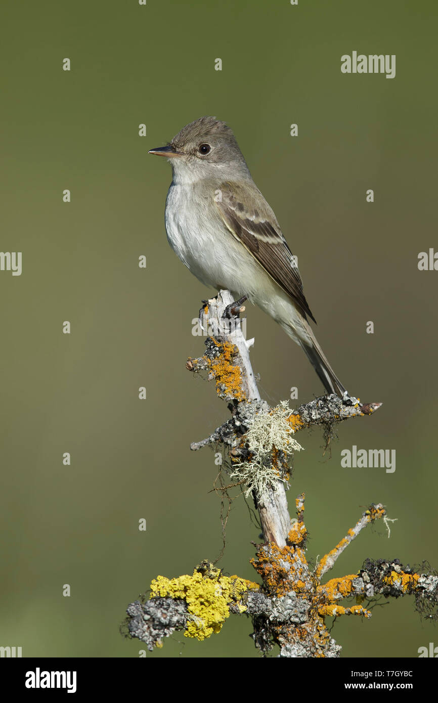 Moucherolle des saules adultes (Empidonax traillii) Lac Le Jeune, la Colombie Britannique, Juin 2015 Banque D'Images