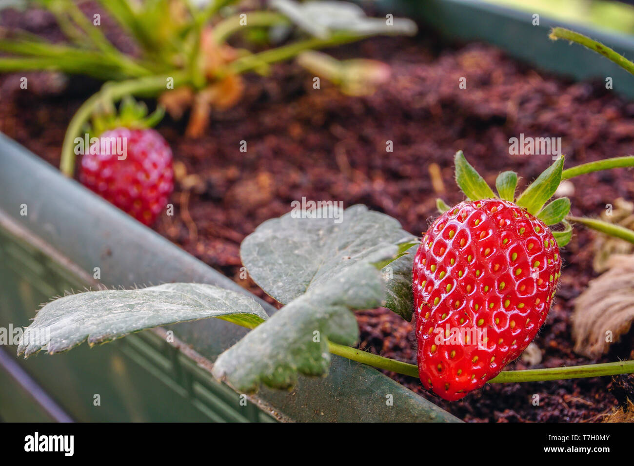 Fraise incultes vue rapprochée Banque D'Images