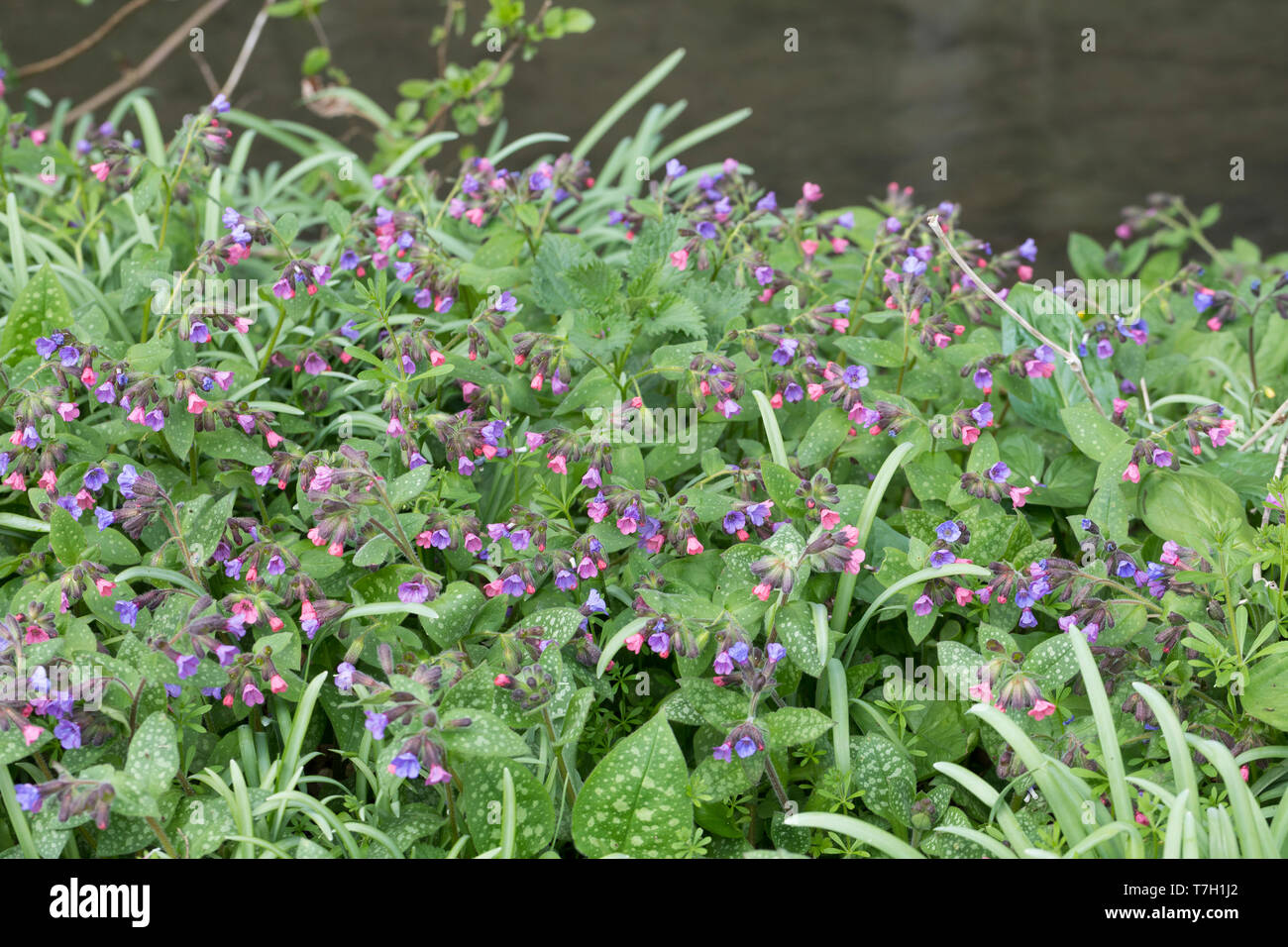 Lungenkraut Kleingeflecktes Lungenkraut Echtes, Geflecktes Lungenkraut Lungenkraut, Pulmonaria officinalis,,,, herbe, herbe commune, Mary's tears, Banque D'Images