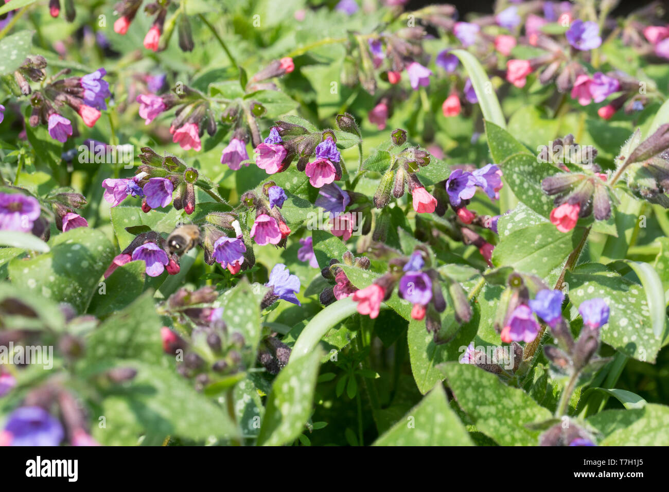 Lungenkraut Kleingeflecktes Lungenkraut Echtes, Geflecktes Lungenkraut Lungenkraut, Pulmonaria officinalis,,,, herbe, herbe commune, Mary's tears, Banque D'Images