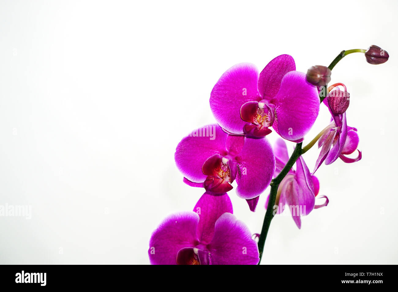 Fleurs orchidées texture background Banque D'Images