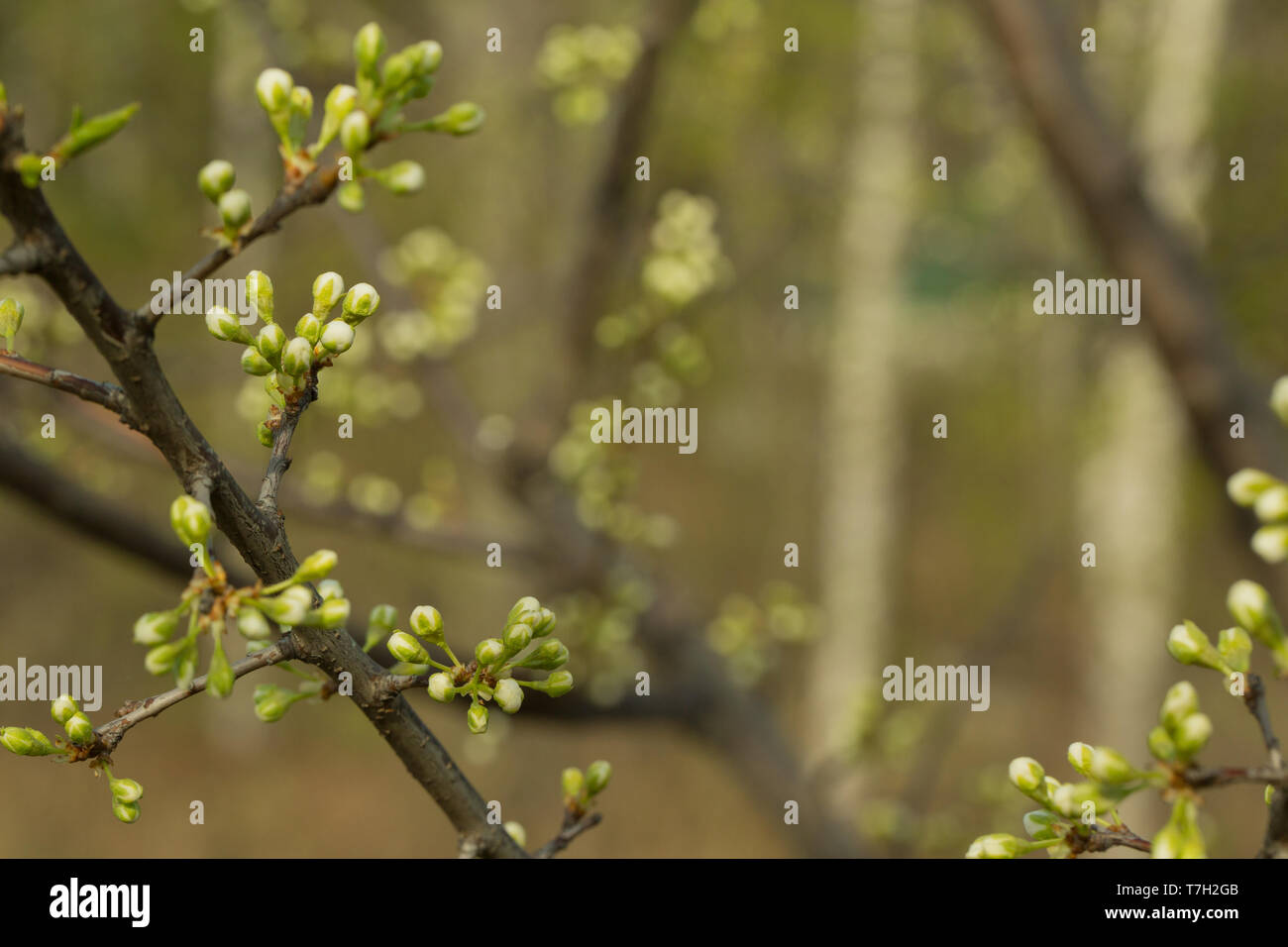 La direction de l'Apple tree sur lesquels il existe des bourgeons non ouvert. Fond vert. Banque D'Images