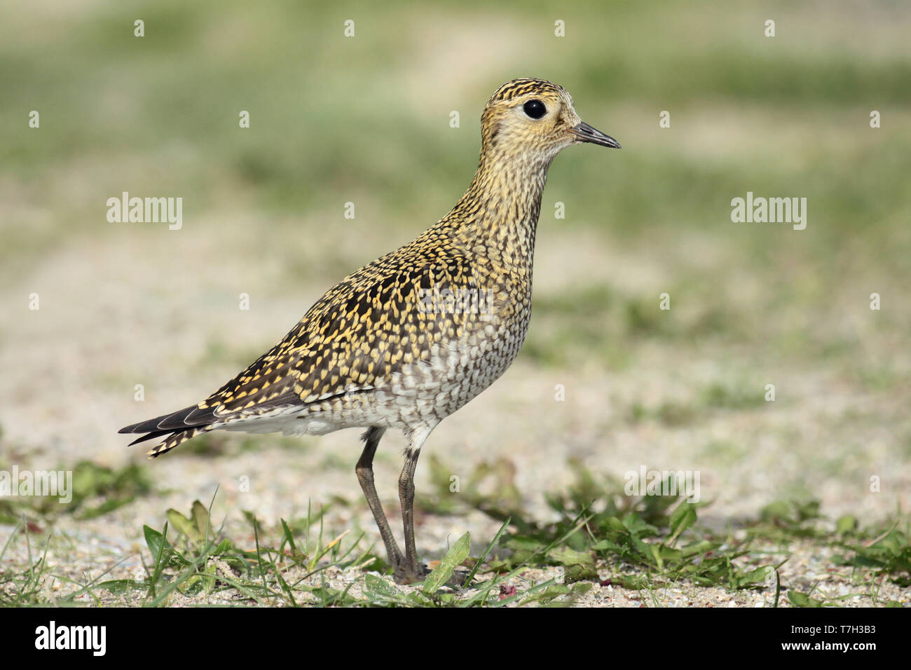 Pluvier doré européen (Pluvialis apricaria), premier hiver debout, vu de profil. Banque D'Images