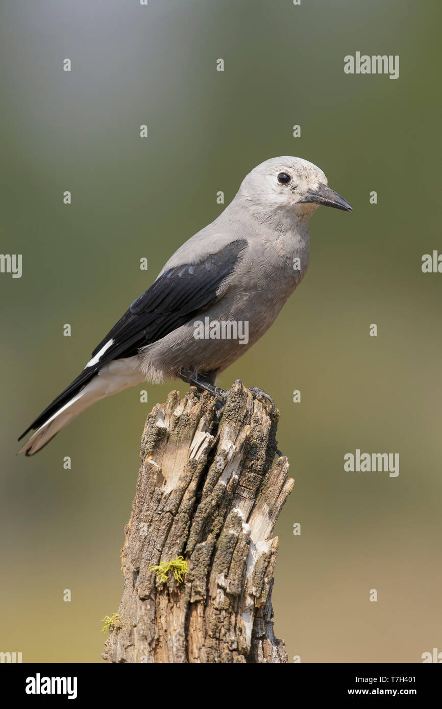 Le Cassenoix d'adultes (Nucifraga columbiana) Lake Co., New York, USA Août 2015 Banque D'Images