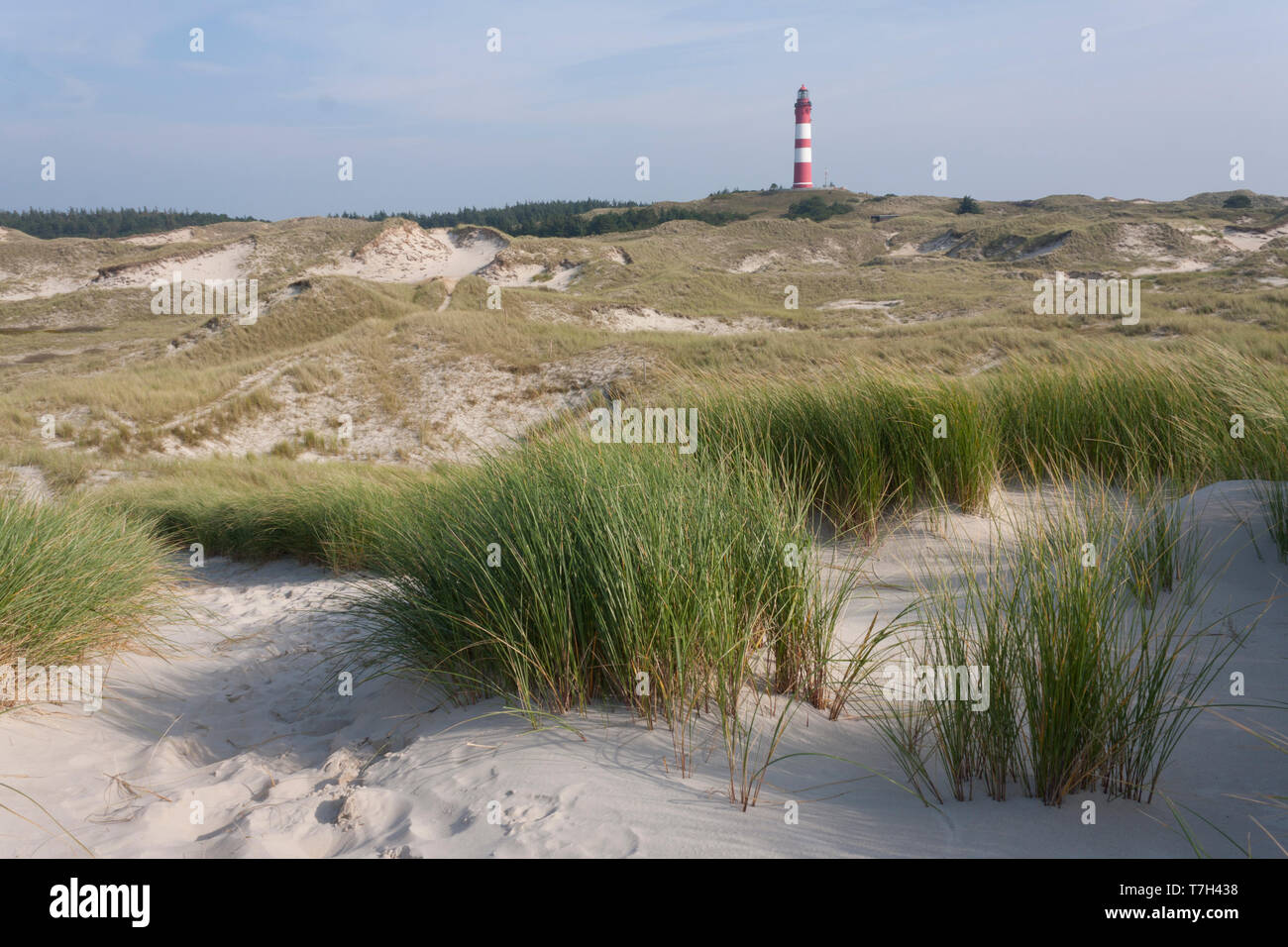 Dunes sur la côte de la mer du Nord sur l'île de Wadden Amrum, Allemagne. Banque D'Images