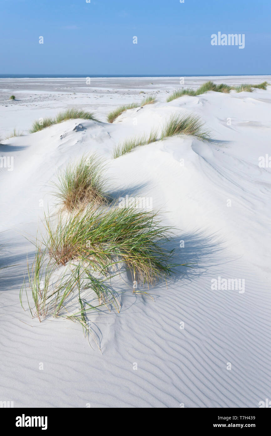 Dunes sur la côte de la mer du Nord sur l'île de Wadden Amrum, Allemagne. Banque D'Images