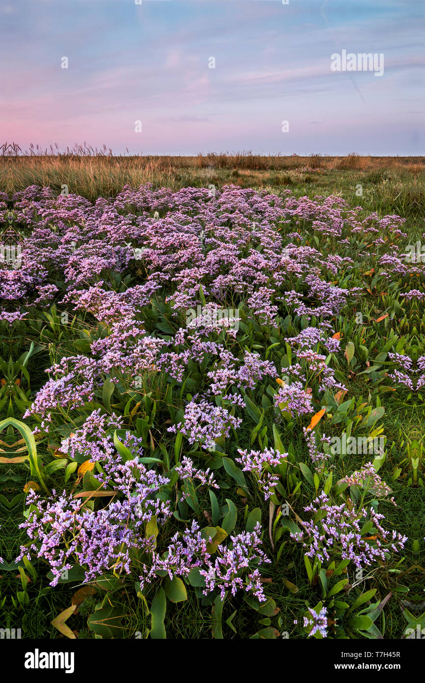 La lavande de mer (Limonium vulgare), Hamburger Hallig, Allemagne Banque D'Images