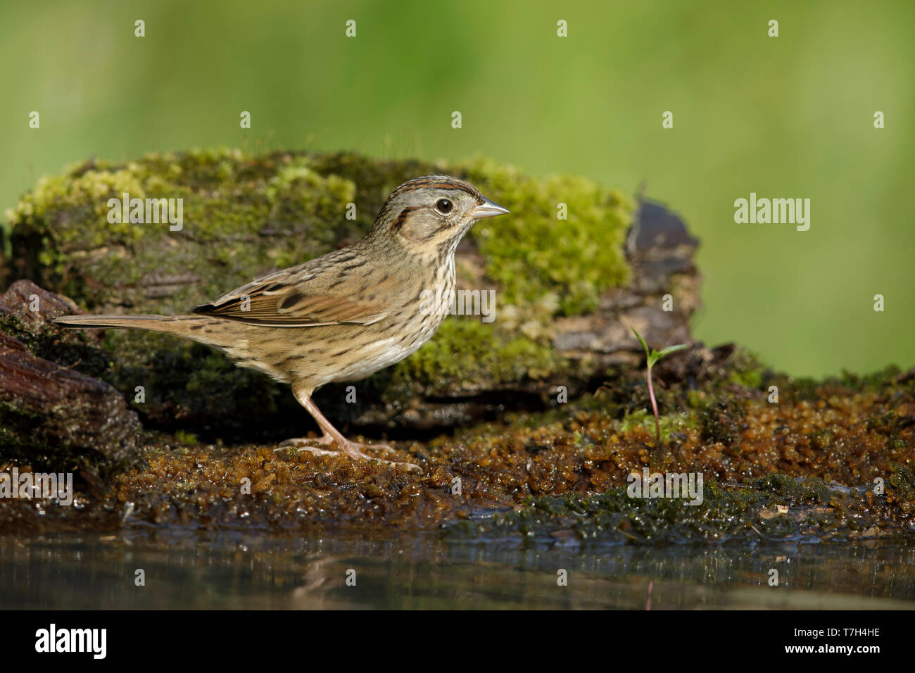 Des profils Bruant de Lincoln (Melospiza lincolnii) dans le Comté de Galveston, Texas, États-Unis. Banque D'Images