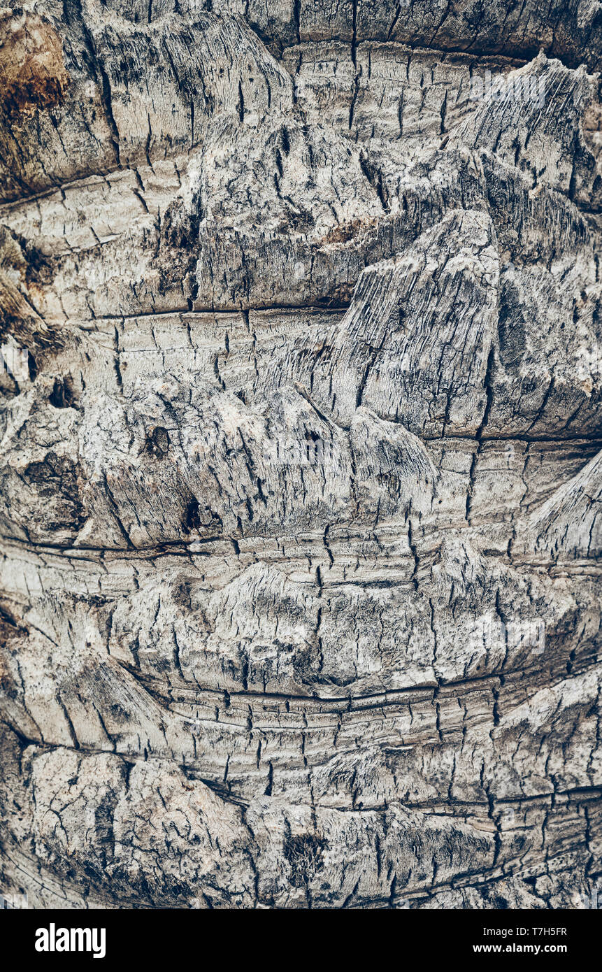 Palm tree trunk close up photo, ou la texture de fond naturel, harmonisation des couleurs appliquées, selective focus. Banque D'Images