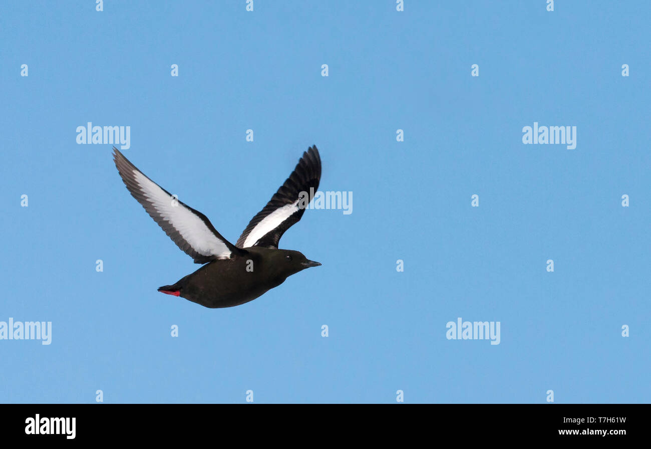 L'Arctique adultes Guillemot à miroir (Cepphus grylle) volant au-dessus de la banquise arctique de Svalbard, Norvège. Banque D'Images