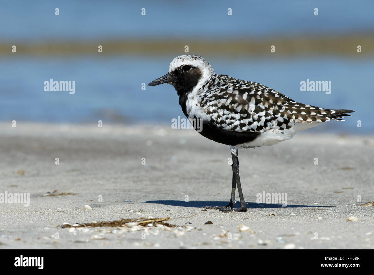 Reproduction adultes Galveston, TX Mai 2016 Co. Banque D'Images