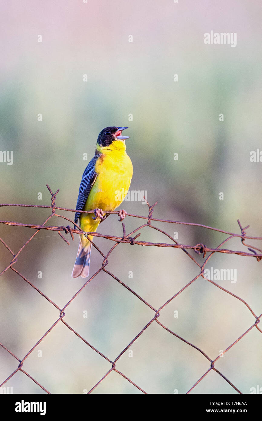 Homme à tête noire (Emberiza melanocephala) au printemps sur l'île de Lesbos, Grèce. Mâle chanteur vu de face, perché sur vieux grec r Banque D'Images