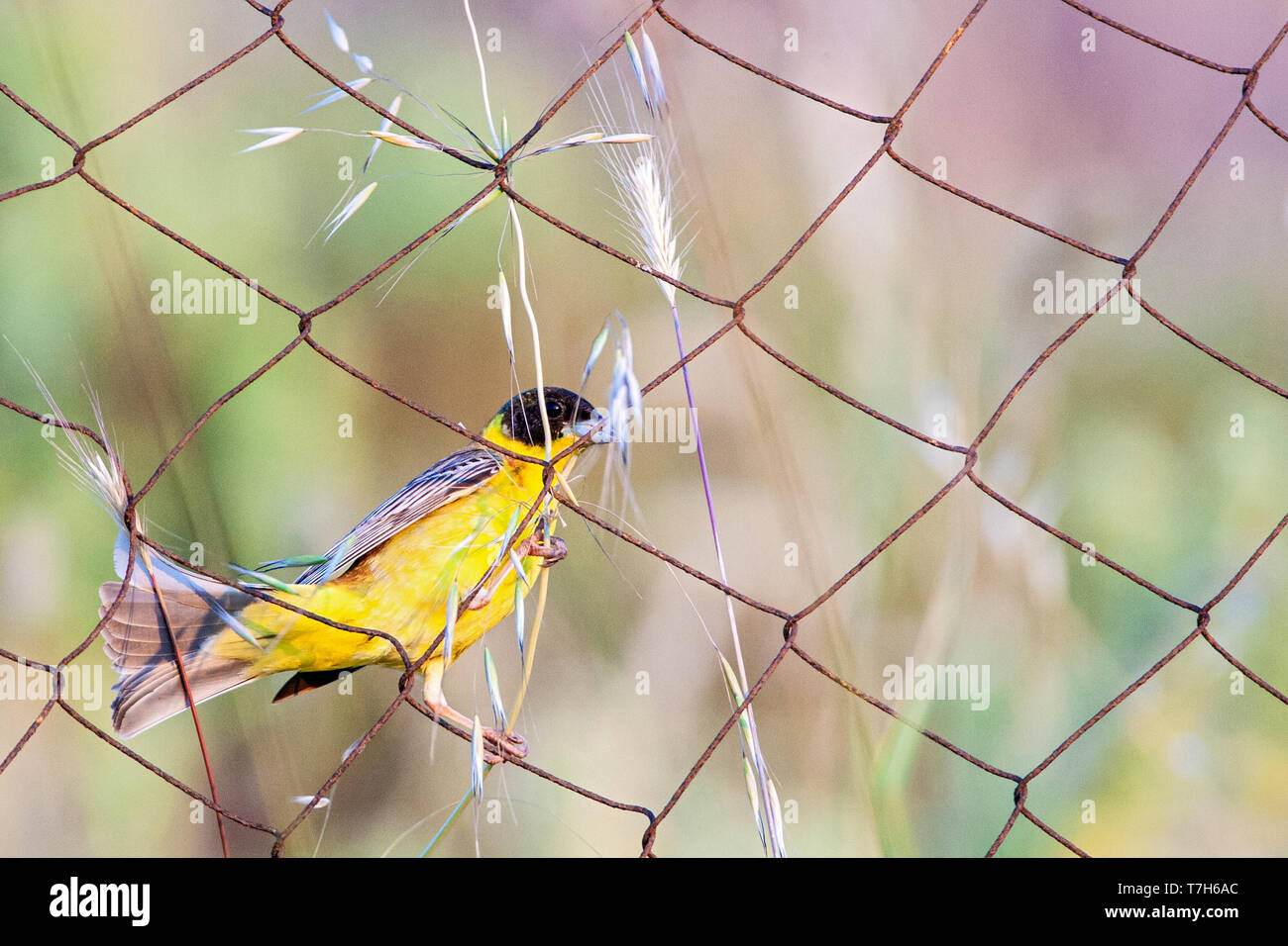 Homme à tête noire (Emberiza melanocephala) manger des graines sur l'île de Lesbos, Grèce. Perché sur l'ancien français grec. Banque D'Images