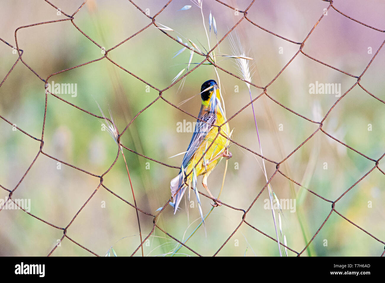 Homme à tête noire (Emberiza melanocephala) manger des graines sur l'île de Lesbos, Grèce. Perché sur l'ancien français grec. Banque D'Images