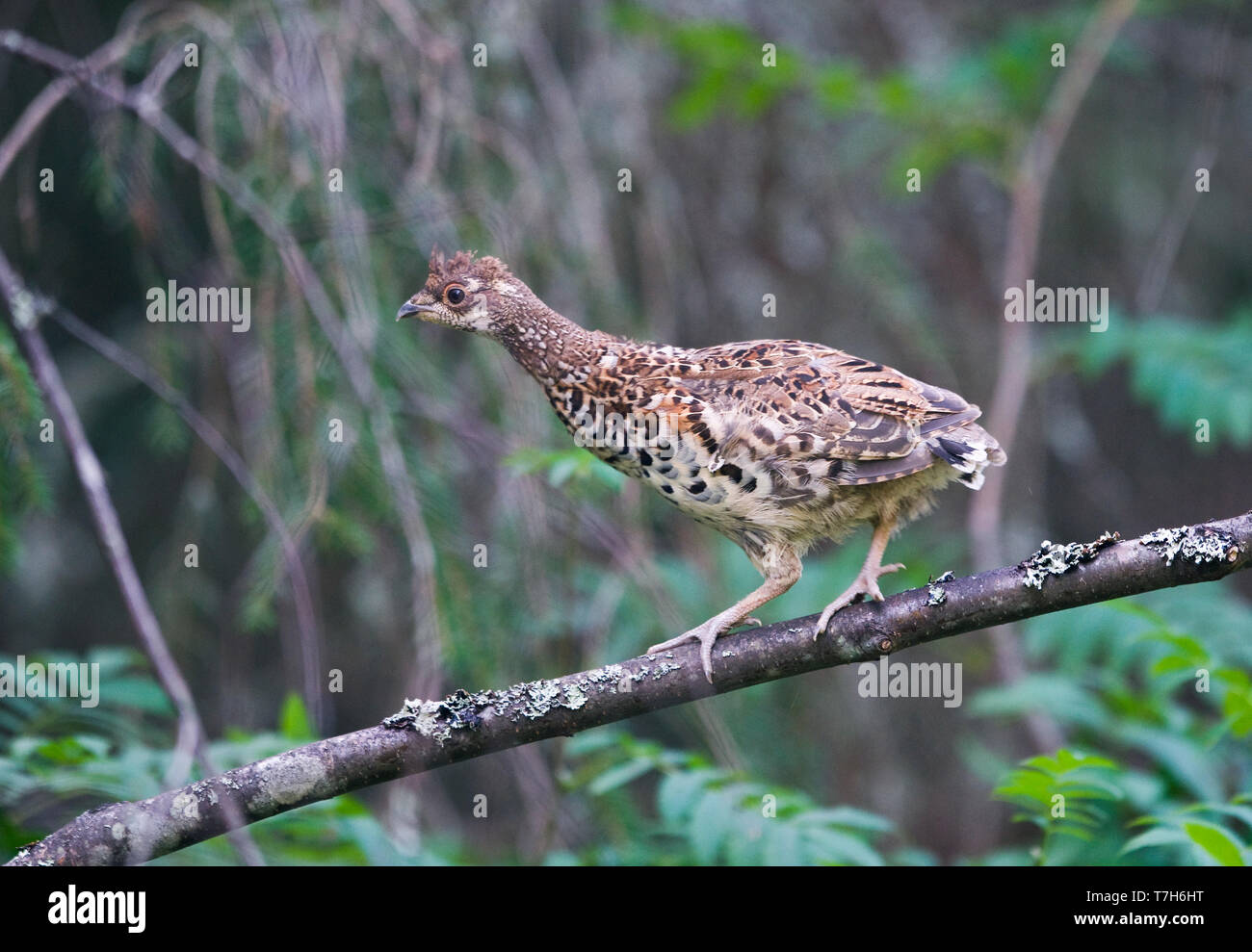 Les gélinottes juvéniles (Tetrastes bonasia) debout sur une branche. La Finlande Banque D'Images