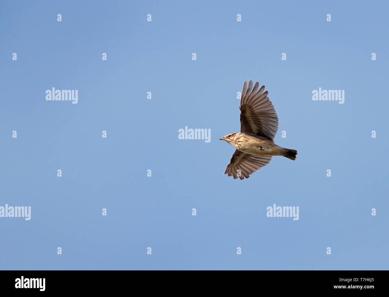 Wood Lark (Lullula arborea) migratry pendant les temps de migration aux Pays-Bas. Vu d'en bas Banque D'Images Wood Lark (Lullula arborea) migratry pendant les temps de migration aux Pays-Bas. Vu d'en bas Banque D'Images