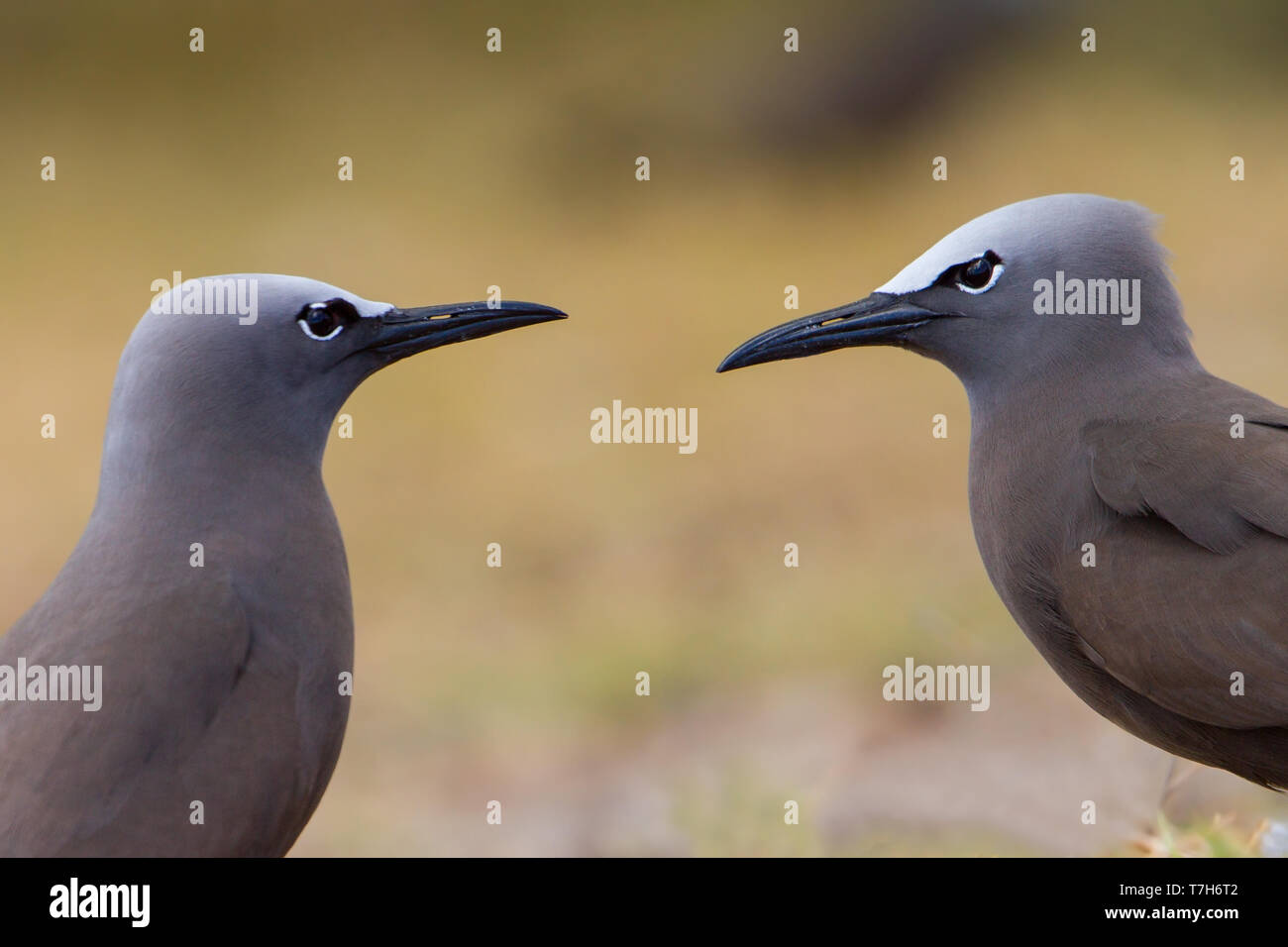 Noddi brun sur l'île Rodrigues dans l'Océan Indien. Banque D'Images