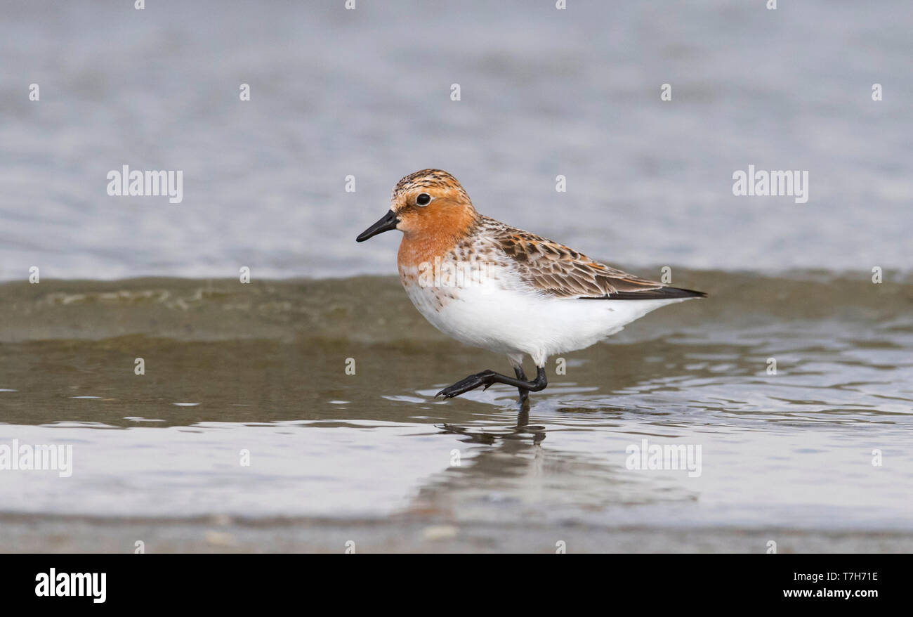 Vue latérale d'un adulte Red-necked relais (Calidris ruficollis) plumage en été marcher sur la ligne de rivage. La Mongolie Banque D'Images