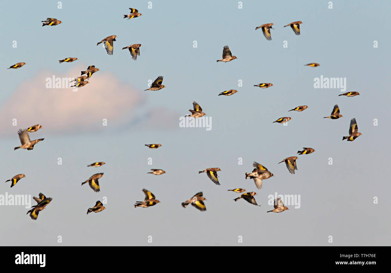 Troupeau d'Chardonneret (Carduelis carduelis) en vol pendant les temps de migration. Banque D'Images