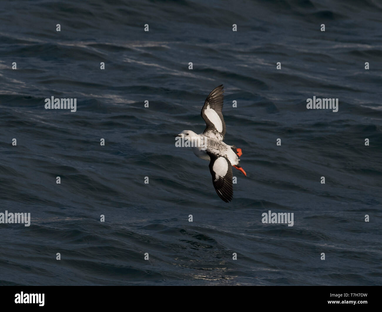 Plumage d'hiver adultes Guillemot à miroir (Cepphus grylle) en vol au dessus de la mer, photo ci-dessus. La Norvège Banque D'Images