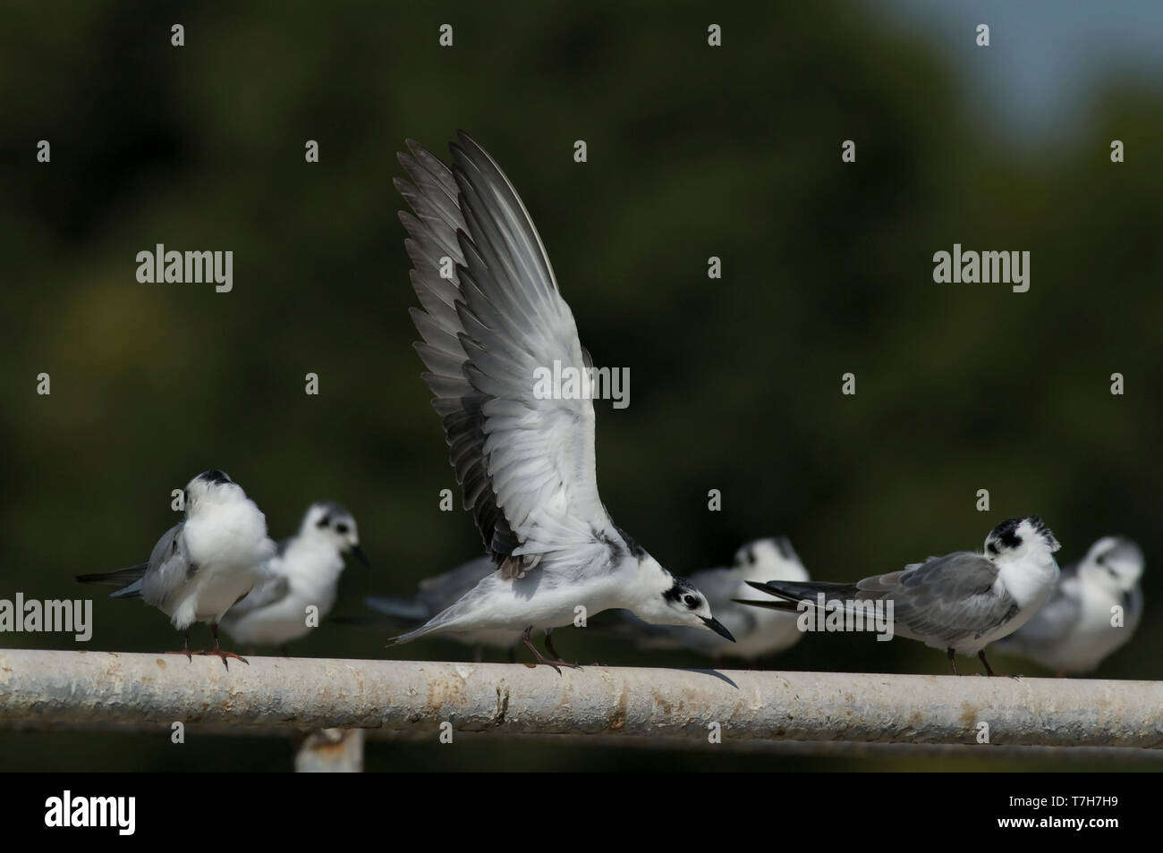 Un troupeau de plumage d'hiver chez les sternes (Chlidonias leucopterus) se percher sur un tuyau de métal, les ailes. Oman Banque D'Images