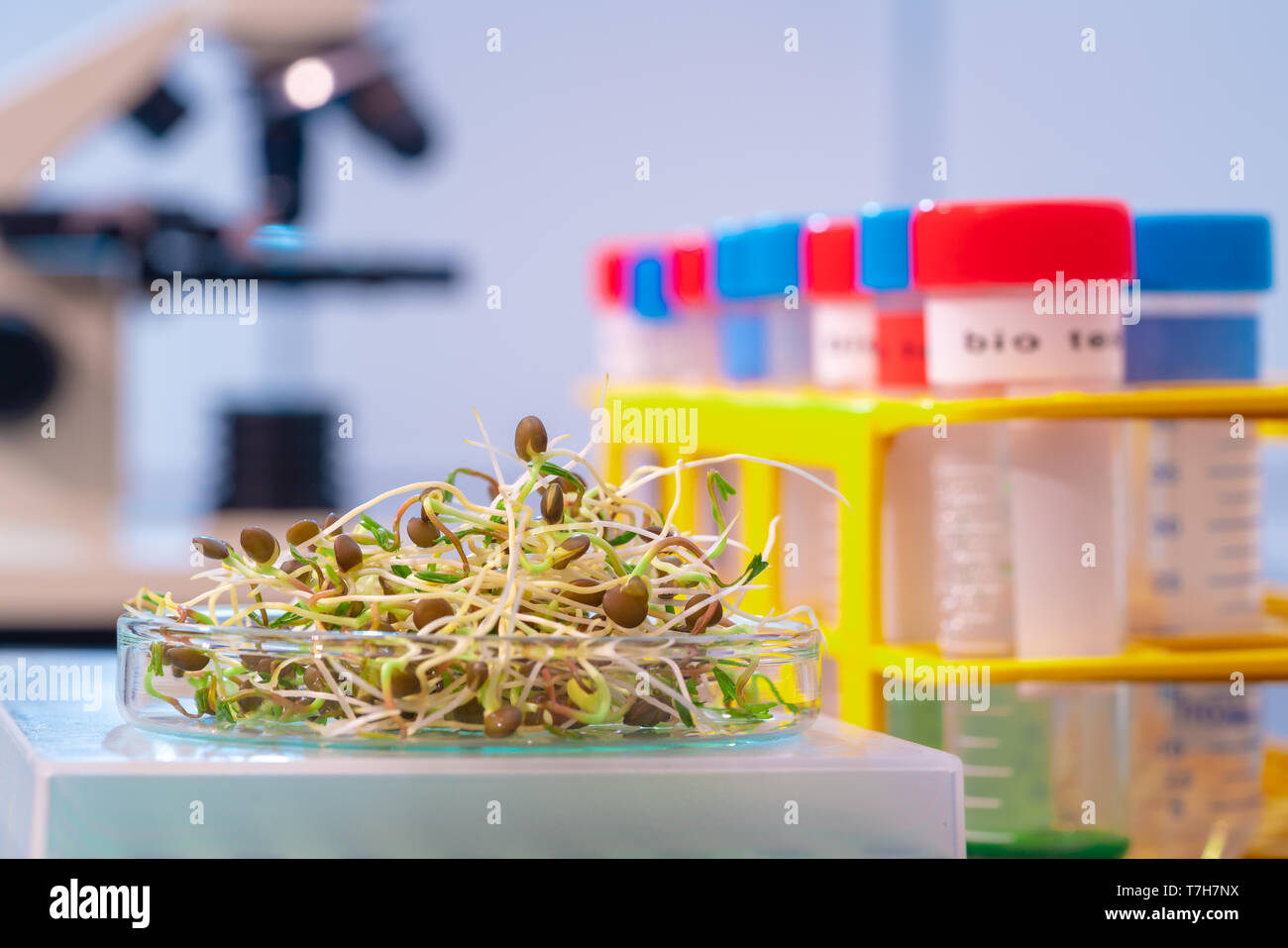 Matières organiques vert Microgreens de radis. Pour faire des salades fraîches, le régime alimentaire de désintoxication.. les semis. La recherche au laboratoire microbiologique du contenu des bactéries pathogènes Banque D'Images