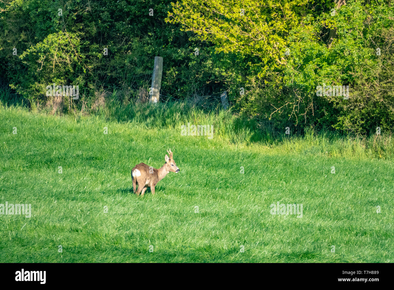 Un jeune cerf s'exécute dans un pré vert et mange de l'herbe Banque D'Images