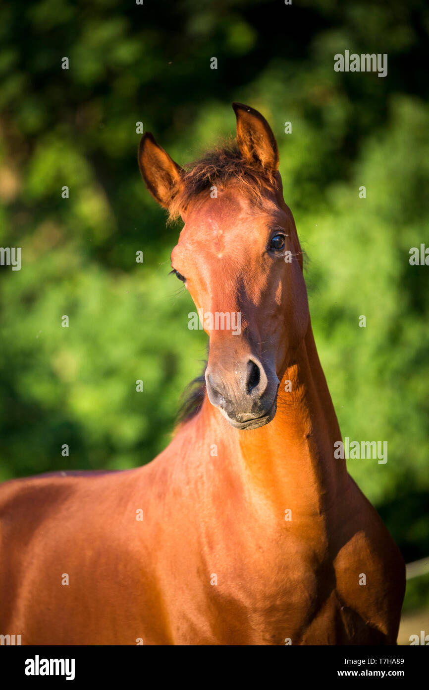 Cheval de Sport ibérique. Portrait de bay poulain. Allemagne Banque D'Images