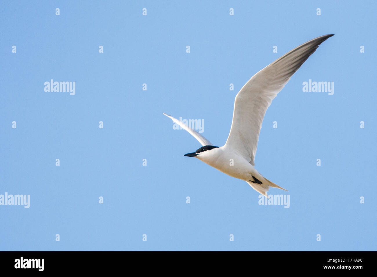 Gull-billed Tern adultes (Gelochelidon nilotica) en vol au dessus de l'île grecque de Mytilène (au cours de la migration printanière. Banque D'Images
