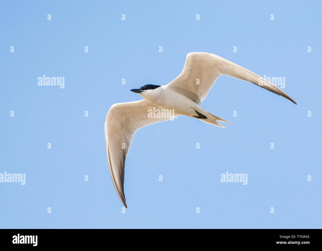Gull-billed Tern adultes (Gelochelidon nilotica) en vol au dessus de l'île grecque de Mytilène (au cours de la migration printanière. Banque D'Images