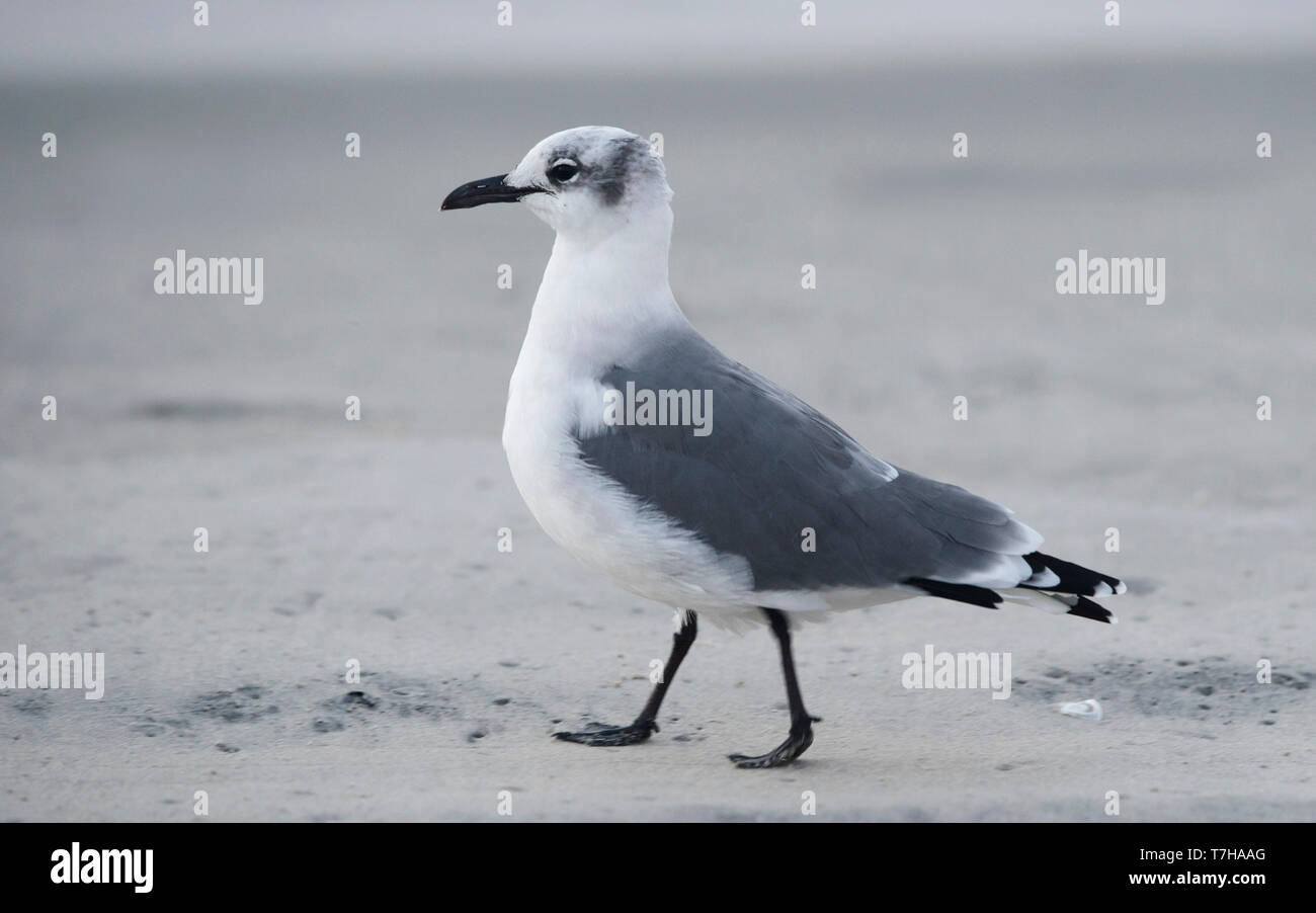 Vue latérale d'un plumage d'hiver (Leucophaeus atricilla Laughing Gull) sur le terrain. USA Banque D'Images