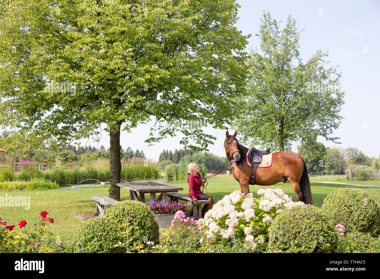 Cheval de Sport ibérique. Andrea Jaenisch assis dans le jardin du goujon Weng, holding bay horse sur le rein. Amerang, Bavière, Allemagne Banque D'Images