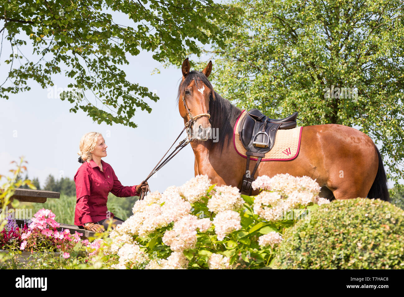 Cheval de Sport ibérique. Andrea Jaenisch assis dans le jardin du goujon Weng, holding bay horse sur le rein. Amerang, Bavière, Allemagne Banque D'Images