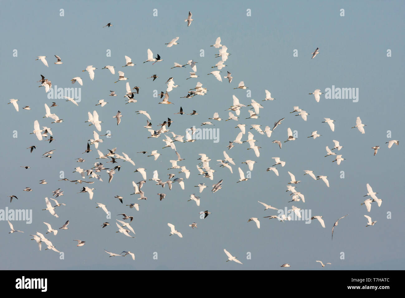 Grand troupeau de des aigrettes Garzettes (Egretta garzetta garzetta ssp.), en France, avec les mouettes à tête noire, à bec et à ailes noires des pilotis. Banque D'Images