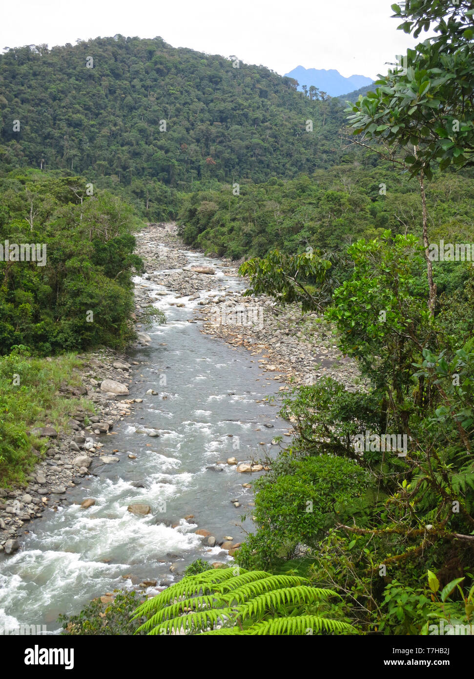 Rivière qui coule avec des pierres dans la partie inférieure de la route de Manu sur côté est la pente de la Cordillère des Andes au Pérou. Pentes boisées de part et d'autre. Banque D'Images