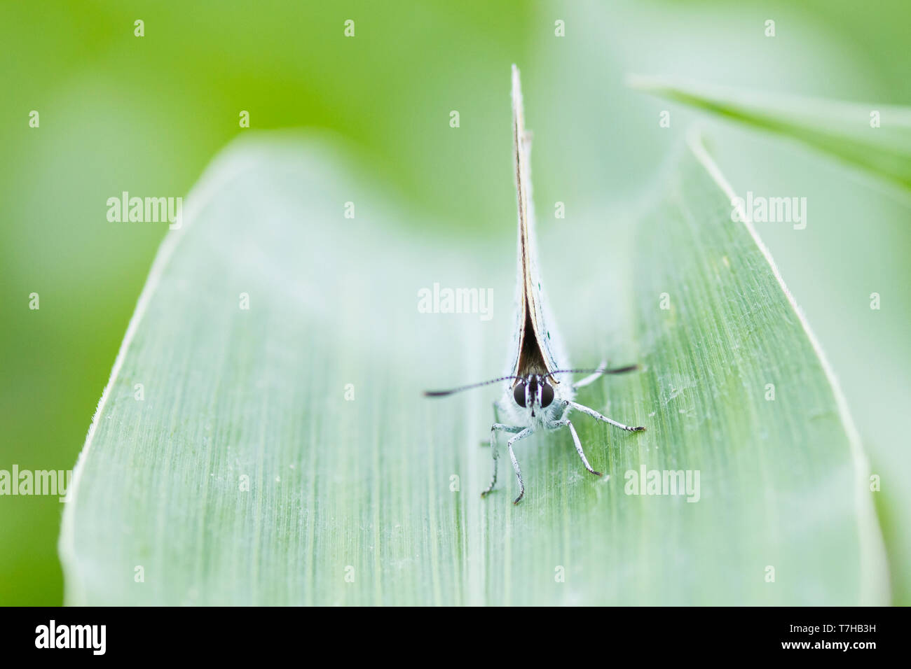 Grand cuivre, Lycaena dispar, Großer Feuerfalter, Allemagne (Rheinland-Pfalz), imago Banque D'Images