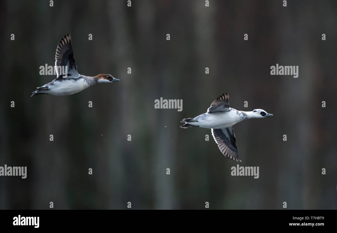 Vue latérale des deux Smews (Mergellus albellus) en vol (hommes et femmes), en plumage d'éclipse. La Finlande Banque D'Images