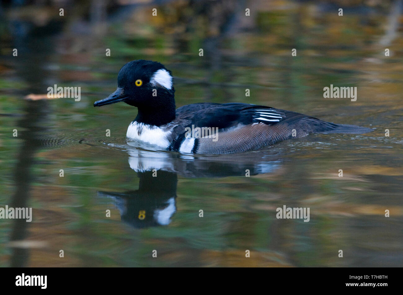 Vue latérale d'un mâle Harle couronné (Lophodytes cucullatus) en plumage éclipse la natation. La Finlande Banque D'Images