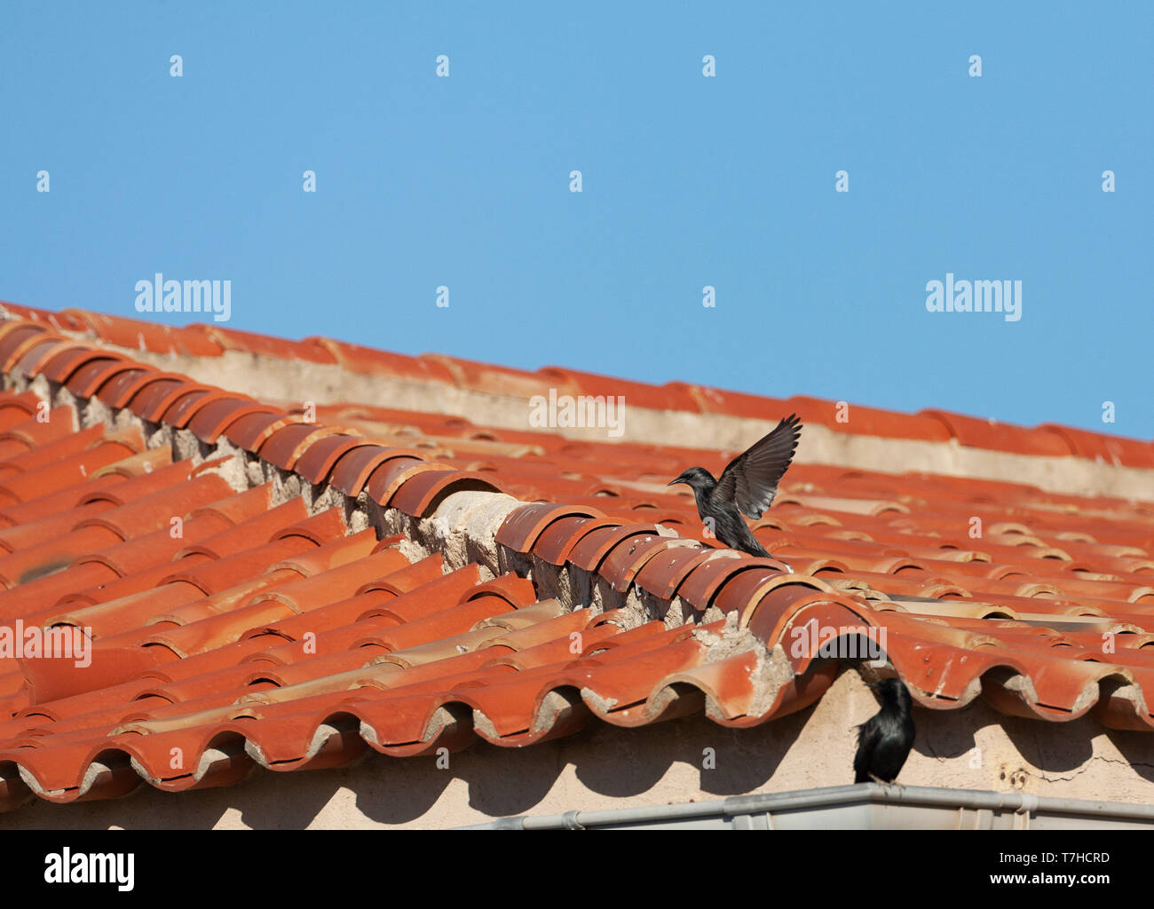 Spotless Starling (Sturnus unicolor) l'atterrissage sur un toit d'une maison locale au cours de l'automne à Tarifa, au sud de l'Espagne. Banque D'Images