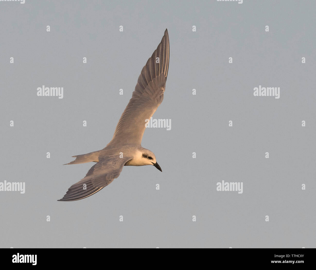 Gull plumage d'hiver-billed Tern (Gelochelidon nilotica) en vol, voir ci-dessus. Oman Banque D'Images