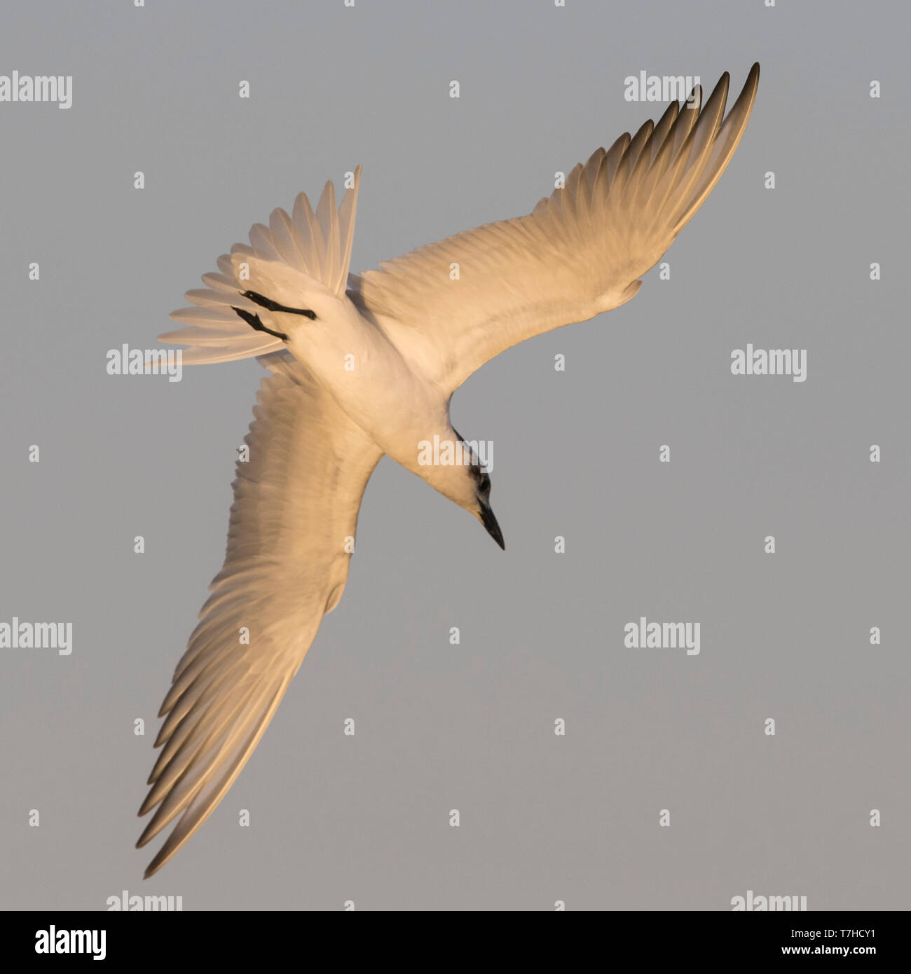 Gull plumage d'hiver-billed Tern (Gelochelidon nilotica) en vol, voir ci-dessous. Oman Banque D'Images