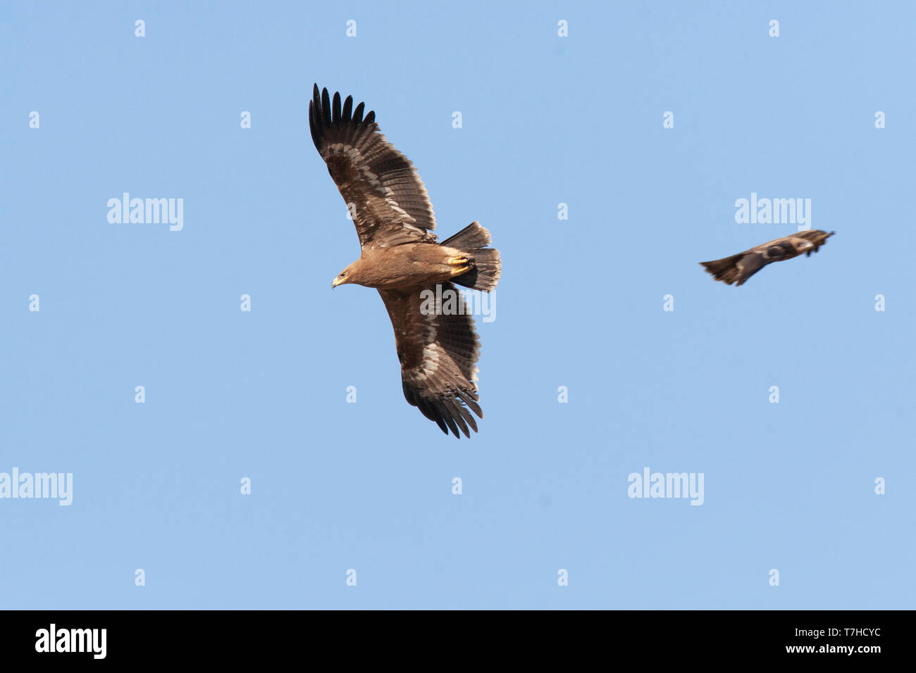 L'aigle des steppes (Aquila nipalensis) planeur contre un ciel bleu en Iran. Vue du dessous. Banque D'Images