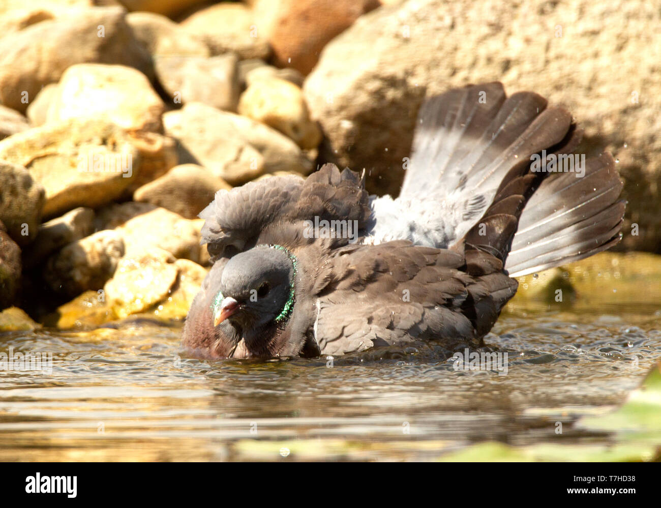 Pigeon colombin echelle Banque D'Images