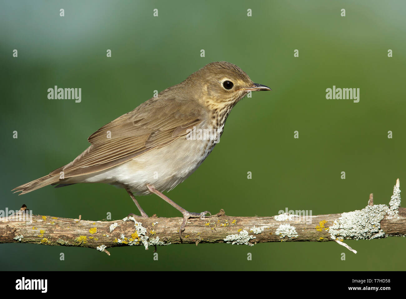 Des profils la grive à dos olive (Catharus ustulatus) Co. de Galveston, Texas, États-Unis. Perché sur la branche horizontale avec un fond vert. Banque D'Images