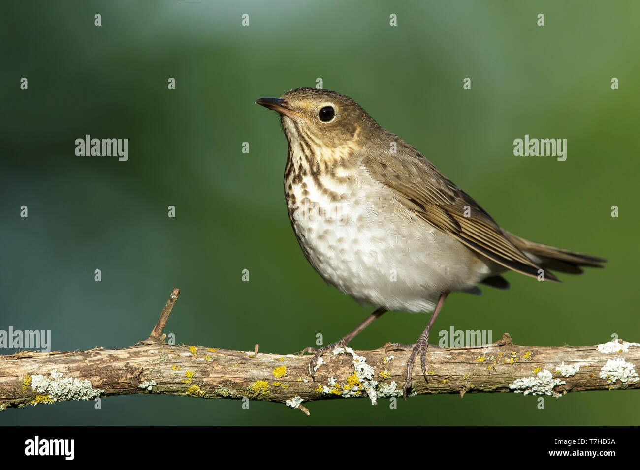 Des profils la grive à dos olive (Catharus ustulatus) Co. de Galveston, Texas, États-Unis. Perché sur la branche horizontale avec un fond vert. Vu de l'avant. Banque D'Images